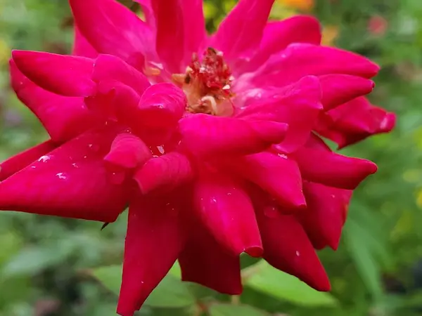 Çiy damlalı Kırmızı Gülün Yakın Çekimi