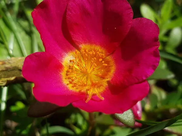 Sarı merkezli pembe çiçeğe yakın plan.