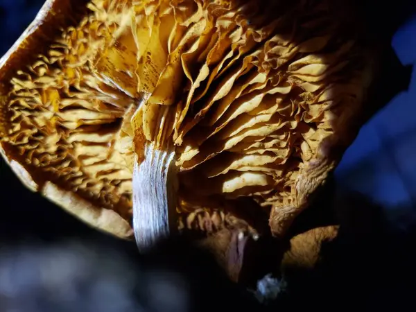 Kırışık solungaçlı Altın Mantarın Yakın Çekimi