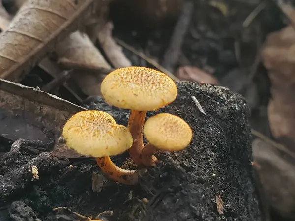 Yanık Ağaç Gövdesinde büyüyen Üç Küçük Sarı Mantar