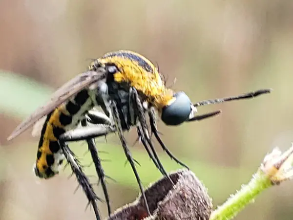 Sarı ve Siyah Çizgili Sineğin Yakın Çekimi