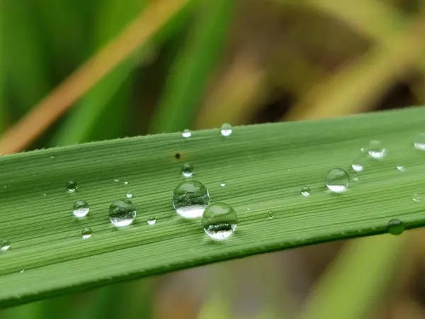 Yeşil yaprağın üzerindeki çiğ damlaları
