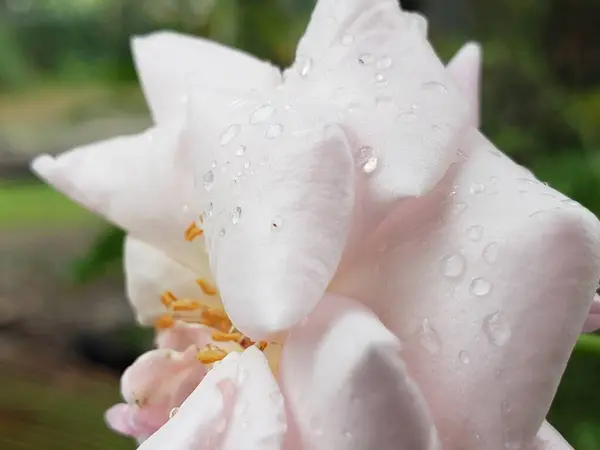 Çiğ Damlalı Pembe Gül Yaprağının Yakın Çekimi