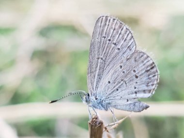 Gri ve Beyaz Kelebek Dal üstüne tünemiş