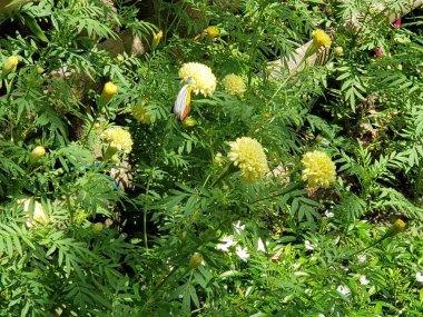 Yellow Marigolds and a Butterfly in a Lush Garden clipart