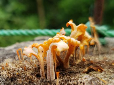 Ağaç kütüğünde büyüyen turuncu-sarı mantarların yakın çekim görüntüsü