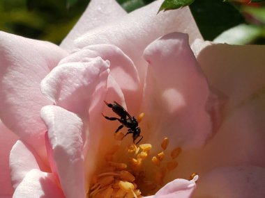 Pembe bir gülden polen toplayan bir Kara Arı