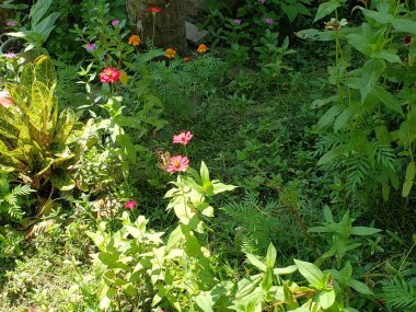 Lush Garden 'da Pembe Çiçek Üzerinde Kelebek