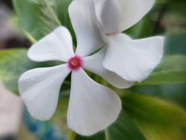 Pembe merkezli beyaz çiçeğe yakın plan.
