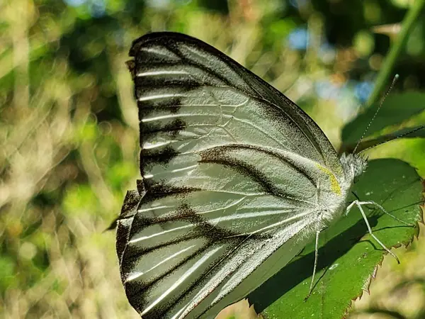 Yeşil bir yaprağın üzerinde siyah çizgili bir Beyaz Kelebek