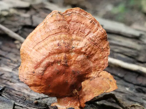 Stock image Orange Fungus Growing on a Fallen Tree Branch