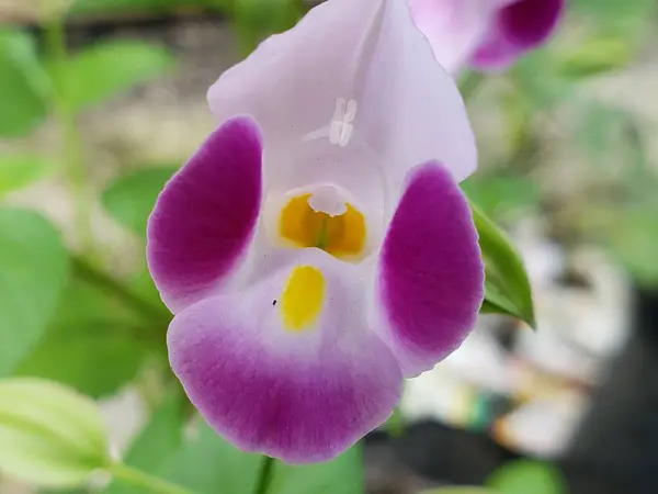 Mor ve Beyaz Lades Kemiği Çiçeğinin Yakın Çekimi