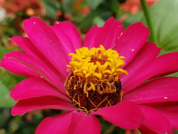 Sarı Stamens 'lı Pembe Zinnia' nın Yakın Çekimi