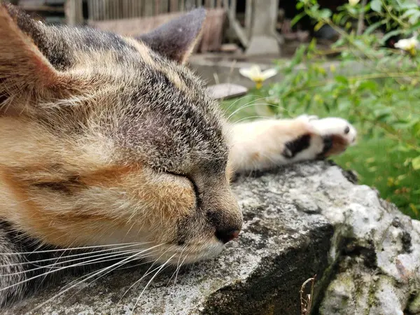 Siyah, Kahverengi ve Turuncu Kürklü Uyuyan Kedi 'nin Yakın Çekimi