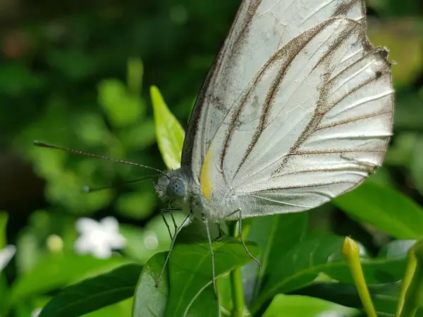 Gri damarlı bir Beyaz Kelebek Yeşil bir Yaprağın üzerinde dinleniyor