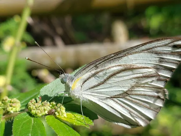 Yeşil Yeşil Damarlı Beyaz Kelebek