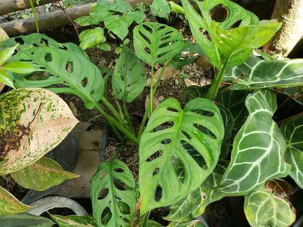 Büyük Yapraklı Bir Canavarın Yakın Çekimi Deliciosa Bitkisi, Holey Yaprakları