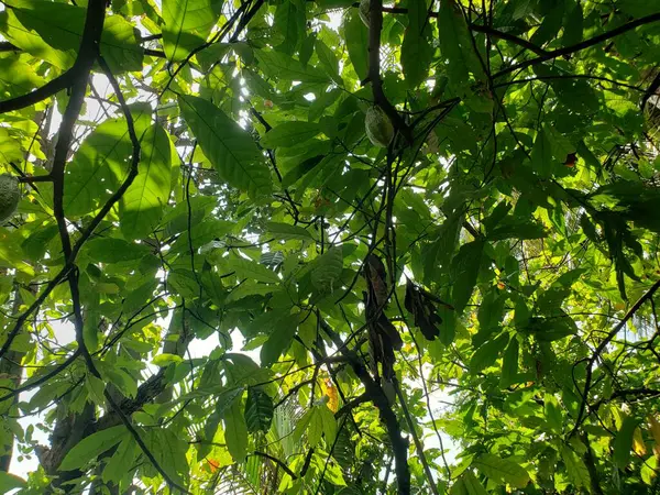 Kakao ağacının yemyeşil gölgesinde güneş parlıyor.