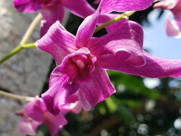 Hassas Yapraklı Pembe Orkide Çiçeğinin Yakın Çekimi