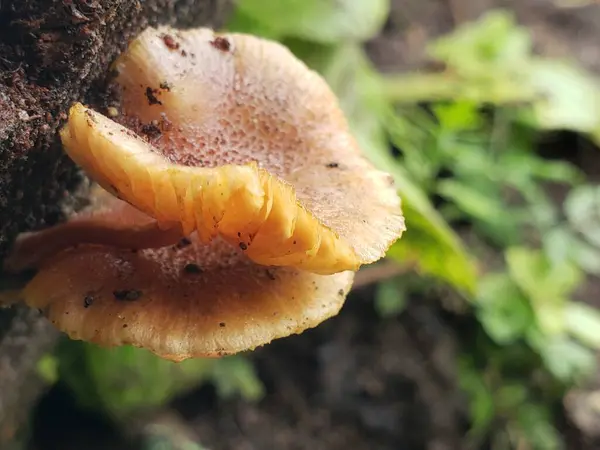 Dalgalı kenarı olan açık kahverengi bir mantarın yakın çekimi, bir ağaç gövdesinde büyüyor.