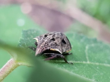 Yeşil Yaprak 'ta Kahverengi ve Siyah Böceğin Yakın Çekimi