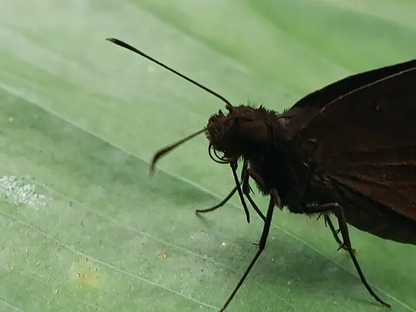 Yeşil bir yaprağın üzerinde kahverengi bir kelebeğin yakın çekimi