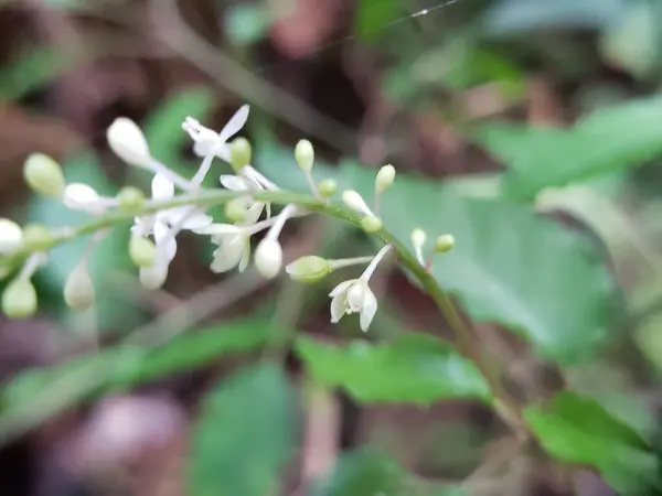 Narin Beyaz Çiçekler ve Ormandaki Yeşil Tomurcuklar