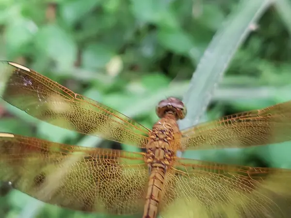 Hassas Kanatlı Bir Yusufçuğun Yakın Çekimi