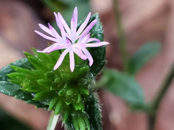 Yeşil Yapraklı Zarif Bir Pembe Çiçek