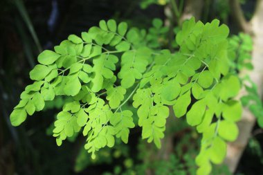 Canlı yeşil moringa yapraklarının yakın plan ve bulanık arkaplan.