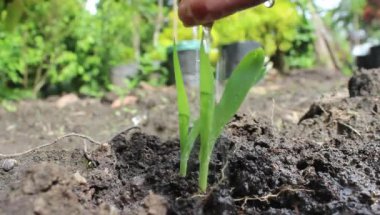 Tarım. Hayat veren su damlacıklarında yeşil mısır fideleri. Çiftçinin eli verimli topraklarda yeşil mısır fidelerini suluyor. Organik tarım, mısır sulama. Yaprakların üzerindeki su damlacıkları