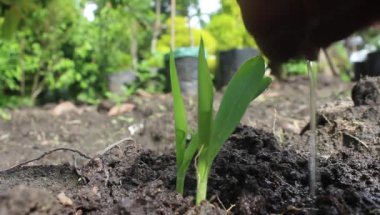 Bahçede çiçek tutan genç bir adam. Tarım. Hayat veren su damlacıklarında yeşil mısır fideleri. Çiftçinin eli verimli topraklarda yeşil mısır fidelerini suluyor. Organik tarım, mısır sulama. Yaprakların üzerindeki su damlacıkları