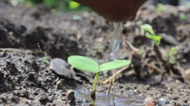 Topraktaki yeşil bitkinin genç filizi