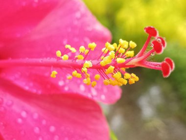 Canlı pembe bir amber çiçeğinin yakın plan fotoğrafı. Sarı kepekli ve taç yapraklarında su damlacıkları var..