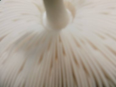 Bu soyut makro fotoğraf, beyaz mantar kapağının hassas solungaçlarını yakalar ve arka plan, doku ve daha fazlası için kullanılabilecek büyüleyici bir desen yaratır..