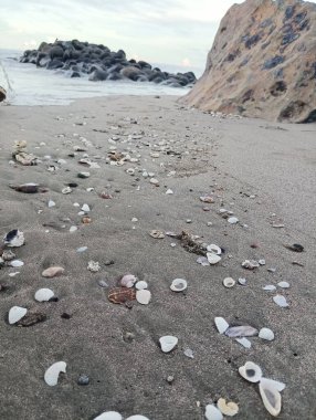 Dağınık deniz kabukları ve kayalarla okyanusa açılan kumlu bir sahil..