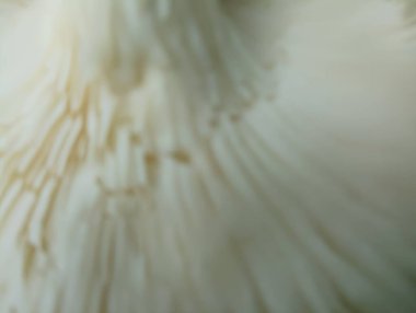 Beyaz şakayık çiçeği arka planı. Beyaz çiçekli şakayıklar. tavuskuşu.