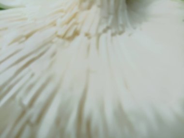 Yumuşak odaklı soyut çiçek