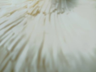 Makro kaplama beyaz tüy. Yumuşak odak arkaplanı.