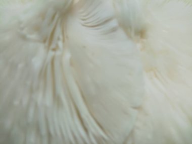 Bu bulanık görüntü rahatlatıcı yeşil ve beyaz bir gradyanı gösteriyor. Huzur hissi uyandırır ve çeşitli tasarım projeleri için arka plan olarak kullanılabilir..