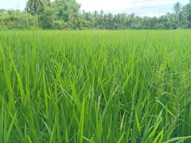 Canlı yeşil pirinç bitkileri, sağlıklı bir çeltik tarlasının yakından çekilmiş bu fotoğrafında, tarım ve büyümenin özünü yakalıyorlar..