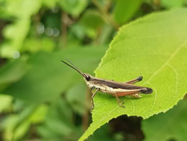 Bu büyüleyici görüntü, yemyeşil bir yaprağın üzerinde dinlenen bir çekirgeyi gösteriyor. Doğanın ve böcek hayatının güzelliğini vurguluyor..