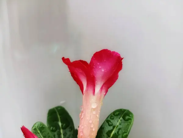 Bu canlı fotoğraf, tek bir Çöl Gülü 'nün su damlacıklarıyla yakın çekimini gösteriyor. Doğa, güzellik ve sükunet ile ilgili tasarımlar için mükemmel..