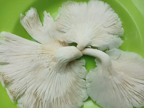 Yeşil bir tabakta solungaçlı beyaz mantarlar..