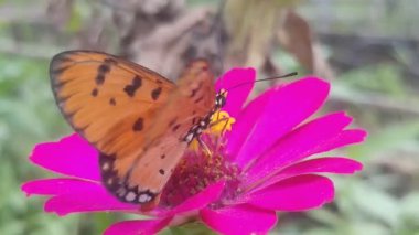 Parlak pembe bir zinnia çiçeğinin üzerinde siyah işaretli canlı turuncu kelebek oturuyor. Kelebeğin kanatları geniş, karmaşık desenler sergiliyor..