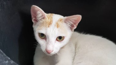Karanlık bir yüzeyde yatan, şaşırmış bir ifadeye sahip beyaz bir kedi..