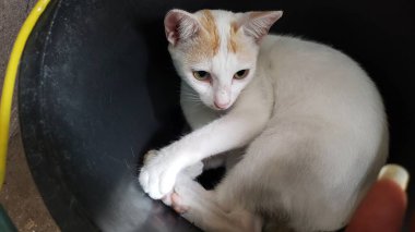 Karanlık bir yüzeyde yatan, şaşırmış bir ifadeye sahip beyaz bir kedi..