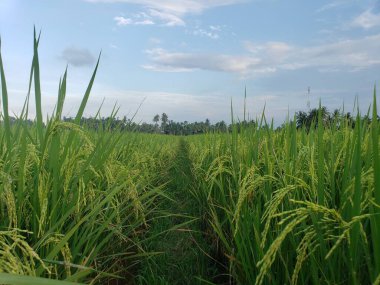 Gün batımında bulutlu bir gökyüzünün altında yemyeşil pirinç tarlası olan huzurlu bir manzara..