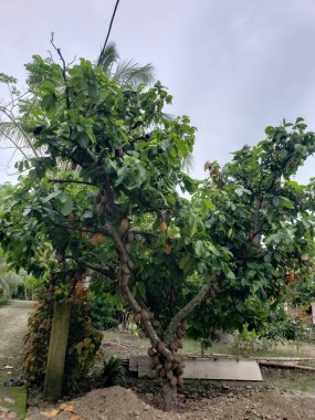 Bahçede dallarından sarkan yeşil yapraklı ve olgun kaju meyveli bir kaju ağacı..