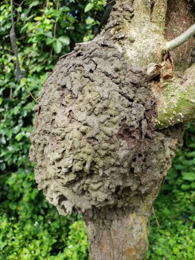 Büyük, pürüzlü bir termit yuvası yemyeşil bir orman ortamında bir ağaç gövdesine bağlı..